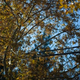 Illustration for article titled Shooting Challenge: Fall Leaves Gallery
